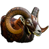 Mouflon Head