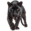 Schwarzer Panther – Kraft, Fokus, Dominanz