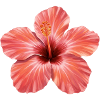 Pink Hibiscus Bloom Splash