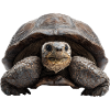 Tortoise – calm, strength, consistency