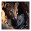Fossa with cub – protection & connection
