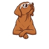 Cool Foxred Labrador: Nope Statement