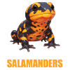 Feuersalamander Salamander
