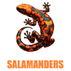Fire Salamander Salamander