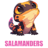 Fire Salamander Salamander