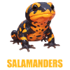 Fire Salamander Salamander