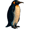 Penguin illustration with warm contrast