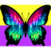 papillon