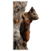 Neugieriges Eichhörnchen am Baumstamm
