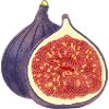 Opened Fig – Fruit Illustration