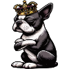 Boston Terrier Boston Terrier Owner Bostie
