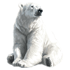 Polar Bär Illustration Eislicht