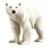 Arctic Polar Bear Illustration