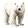 White polar bear illustration
