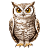 Night Hunter Owl