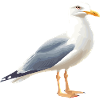 Coastal Clouds Seagull