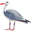 Seagull
