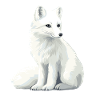 White fox illustration