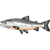 Lachse Lachs