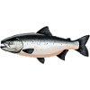 Salmon Salmon