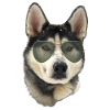 Husky Sunglasses Look