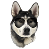 Husky Sunglasses Style