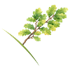 Leaf Branch Oak - Aquarelle