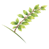 Branche de feuille de hêtre - Aquarelle