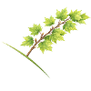 Érable à branche feuille - aquarelle