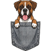 Boxer in the Pocket - Cute Dog