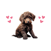 Dog Pajamas Poodle Humor