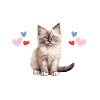 Ragdoll Humor Katzenhaar-Schlafanzug