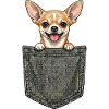 Chihuahua - Cagnolino carino nella tasca