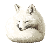 Sleeping Winter Fox