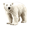 Polar Bear Illustration Pure White