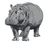 Gray Hippo Line Art