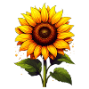 Sonnenblume