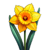 Daffodil / Daffodil