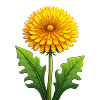 Dandelion