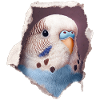 Budgerigar