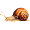 Timelessly Slow – Detailed Snail