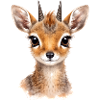 Gentle gaze – dwarf antelope Dikdik