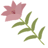 Pink Lily Flower on Green Stem