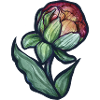 Floraison de pivoine aquarelle