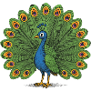 Peacock Colourful Crest