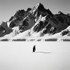 Nihilist Penguin