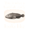 Blobfish Really Looks Like – Enlightenment Design