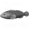 Blobfish Really Looks Like – Enlightenment Design