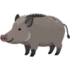 Wild boar