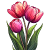 Tulips for spring